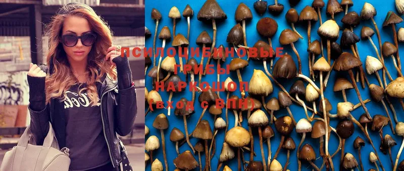 hydra онион  Гдов  Галлюциногенные грибы Psilocybe  закладки 