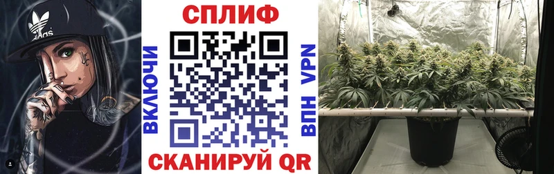 где найти   Гдов  Бошки Шишки планчик 